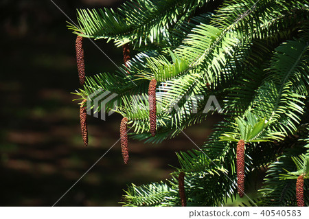 Wollemi Pine 40540583