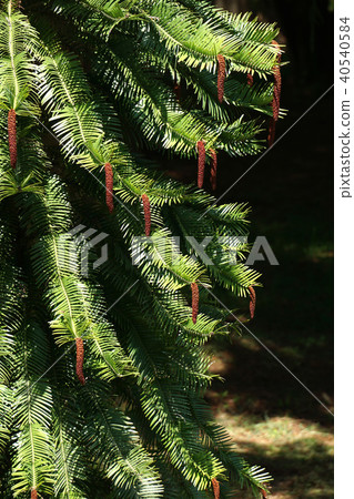 Wollemi Pine 40540584