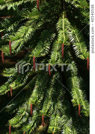 Wollemi Pine Wollemi Pine 40540586