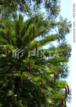 Wollemi Pine Wollemi Pine 40540588