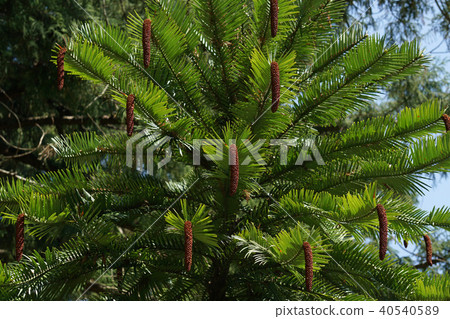 Wollemi Pine Wollemi Pine 40540589