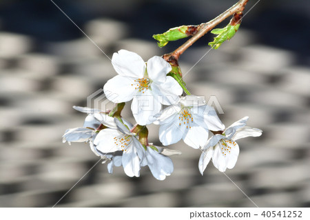 Yoshino Iyoshino(吉野櫻花) Yoshino Iyoshino(吉野櫻花) 40541252