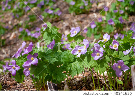 Shiraneeaoi 40541630