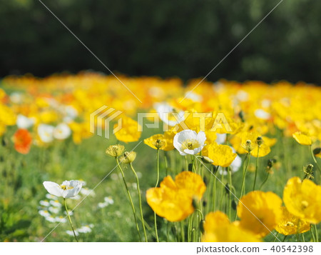 Poppies blooming in full bloom 40542398