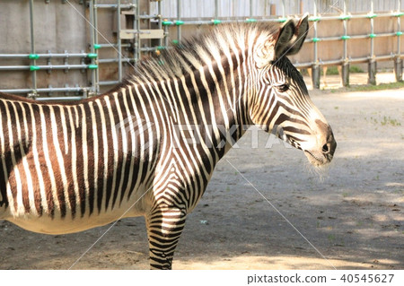 斑馬7 斑馬7 40545627