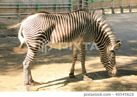 斑馬6 斑馬6 40545628