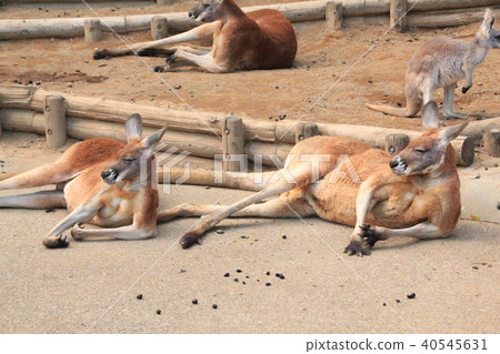 袋鼠1 袋鼠1 40545631