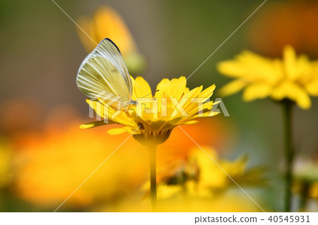 Calendula and Monarch butterfly Calendula and Monarch butterfly 40545931