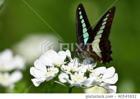 Olrea and Aossia 40545932