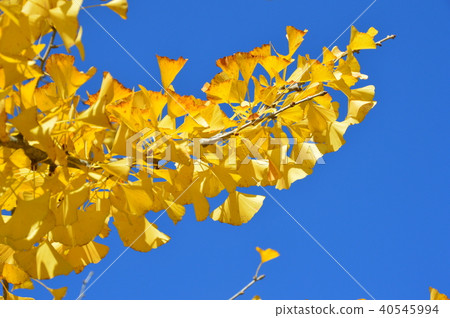 藍天的葉子·銀杏葉（秩父繆斯公園/埼玉縣秩父市） 40545994