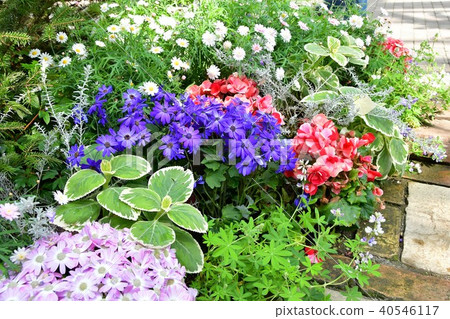 Flower clock Flower garden Flower field Flower clock Flower garden Flower field 40546117