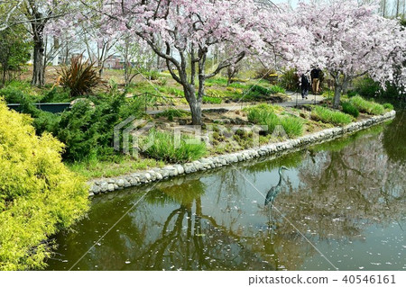 花時鐘花園花田 40546161