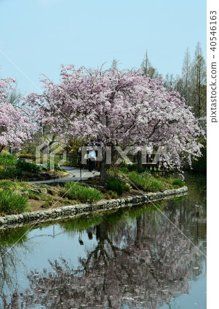 Flower clock Flower garden Flower field 40546163