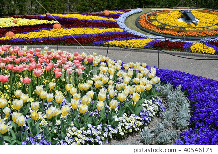 Flower clock Flower garden Flower field Flower clock Flower garden Flower field 40546175