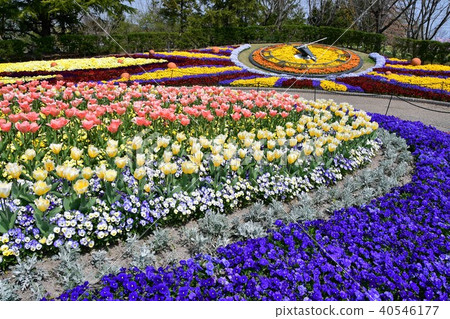花時鐘花園花田 花時鐘花園花田 40546177