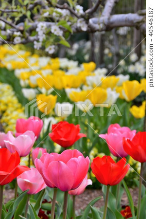 花時鐘花園花田 40546187