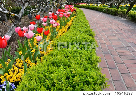 花時鐘花園花田 40546188
