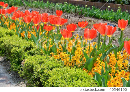 Flower clock Flower garden Flower field 40546190