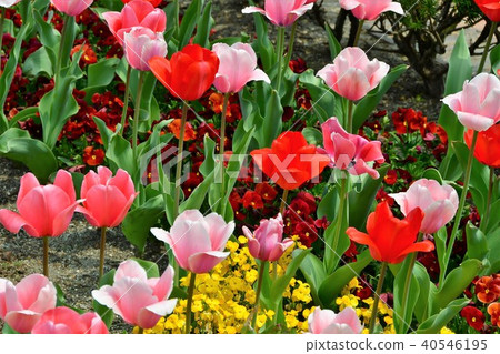 花時鐘花園花田 40546195