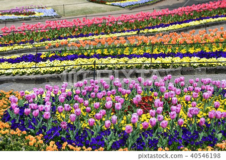 Flower clock Flower garden Flower field Flower clock Flower garden Flower field 40546198