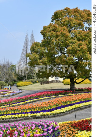 花時鐘花園花田 花時鐘花園花田 40546199
