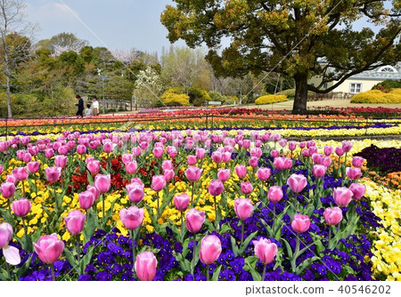 Flower clock Flower garden Flower field 40546202