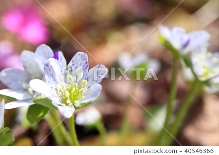 Snow race Snow race 40546366