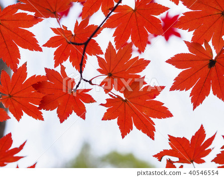Close up of maple leaves to fall Close up of maple leaves to fall 40546554