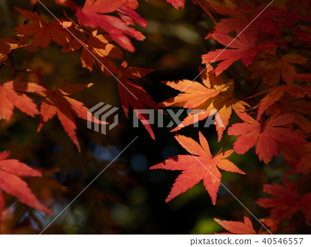 Close up of maple leaves to fall 40546557