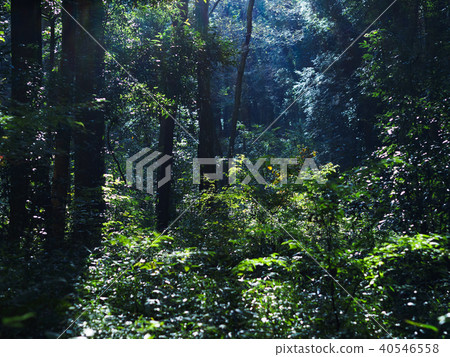 Morning forest 40546558