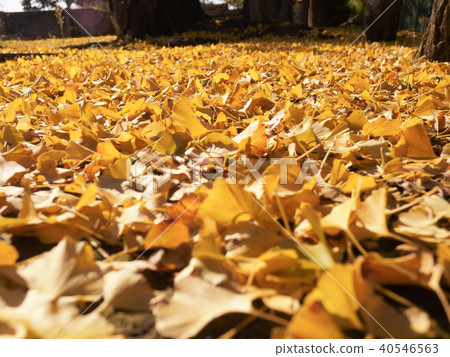 Ginkgo fallen leaves Ginkgo fallen leaves 40546563