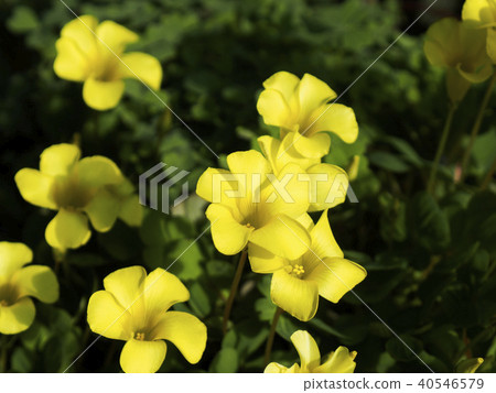 黃色oxalis花 黃色oxalis花 40546579
