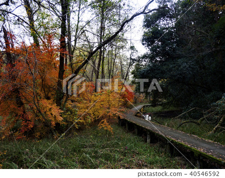 Autumn leaves and trees Autumn leaves and trees 40546592