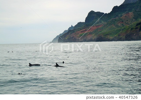 夏威夷,考艾島,Napali,船,洞穴,假日,放鬆,遊覽,海豚 夏威夷,考艾島,Napali,船,洞穴,假日,放鬆,遊覽,海豚 40547326