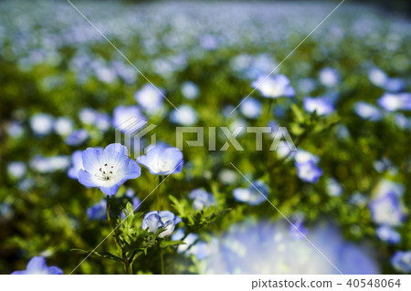 Nemophila Kuju Flower Park 40548064