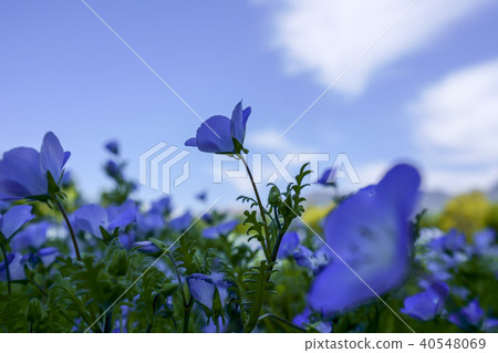 Nemophila Kuju Flower Park Nemophila Kuju Flower Park 40548069