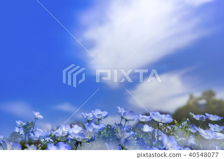 Nemophila Kuju Flower Park 40548077