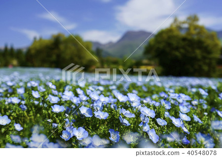 Nemophila Kuju花卉公園 40548078