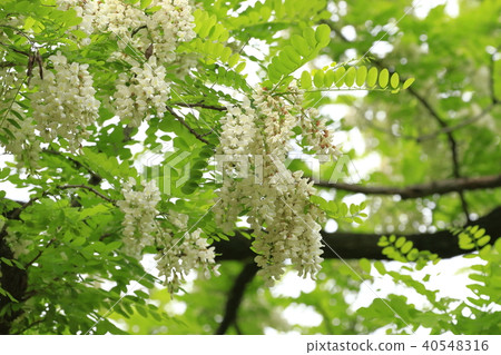 Hari-enne flowers on a rainy day 40548316