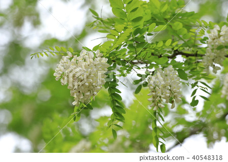 Hari-enne flowers on a rainy day 40548318