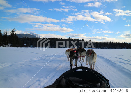 Dog sledding in nature Canada Dog sledding in nature Canada 40548448