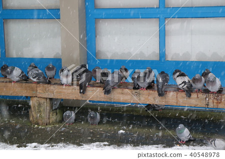 在加拿大的雪地裡有很多鴿子 40548978