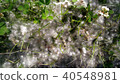 白楊樹雪在初夏 40548981