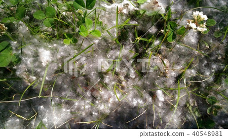 白楊樹雪在初夏 白楊樹雪在初夏 40548981