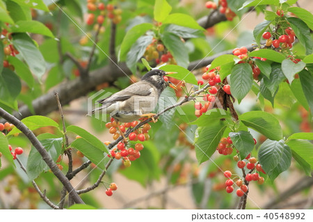 椋鳥在櫻桃樹上 椋鳥在櫻桃樹上 40548992