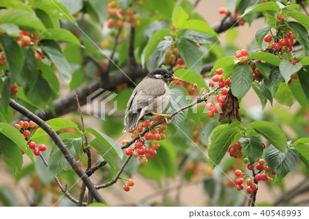 椋鳥在櫻桃樹上 椋鳥在櫻桃樹上 40548993