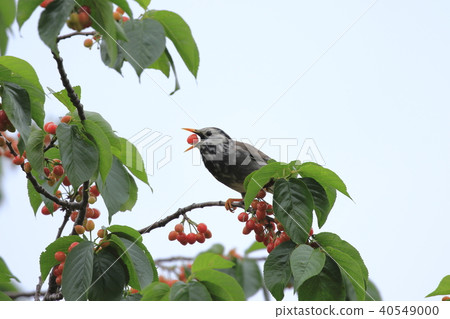 椋鳥在櫻桃樹上 40549000