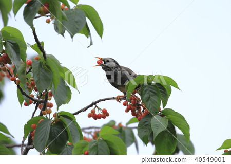 椋鳥在櫻桃樹上 椋鳥在櫻桃樹上 40549001