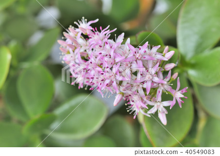 花月 花月 40549083