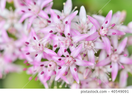 Kagetsu Kagetsu 40549091